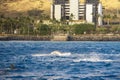 spinner dolphins swimming in the rippling blue waters of the Pacific Ocean off the coast of Oahu in Kapolei Hawaii