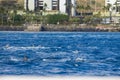 spinner dolphins swimming in the rippling blue waters of the Pacific Ocean off the coast of Oahu in Kapolei Hawaii