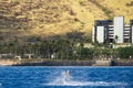 spinner dolphins swimming in the rippling blue waters of the Pacific Ocean off the coast of Oahu in Kapolei Hawaii