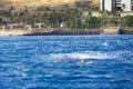 spinner dolphins swimming in the rippling blue waters of the Pacific Ocean off the coast of Oahu in Kapolei Hawaii