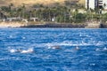 spinner dolphins swimming in the rippling blue waters of the Pacific Ocean off the coast of Oahu in Kapolei Hawaii