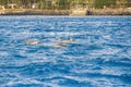 spinner dolphins swimming in the rippling blue waters of the Pacific Ocean off the coast of Oahu in Kapolei Hawaii