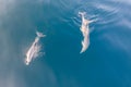 Spinner Dolphins Swimming in the Tropical Pacific