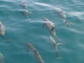 Spinner Dolphins