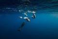 Spinner dolphins in tropical blue ocean with sunlight Royalty Free Stock Photo