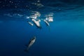 Spinner dolphins underwater in blue ocean. Dolphins dive in ocean Royalty Free Stock Photo