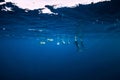 Spinner dolphins underwater in blue ocean. Dolphin family