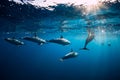 Spinner dolphins underwater in blue ocean. Dolphin family Royalty Free Stock Photo
