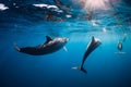 Spinner dolphins underwater in blue ocean with light Royalty Free Stock Photo