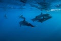 Spinner dolphins underwater in Indian ocean at Mauritius Royalty Free Stock Photo