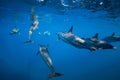 Spinner dolphins underwater in Indian ocean at Mauritius Royalty Free Stock Photo