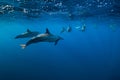 Spinner dolphins underwater in Indian ocean Royalty Free Stock Photo