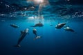 Spinner dolphins underwater in ocean