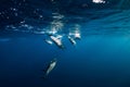 Spinner dolphins underwater in ocean Royalty Free Stock Photo