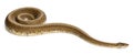 Spinner Python, Royal python, ball python