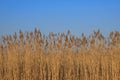 Spinney of reed in evening light with blue sky in background. Field of colorful dry grass around lake Royalty Free Stock Photo