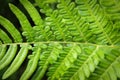 Closeup of fern leaves backlit by the sun Royalty Free Stock Photo
