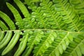 Closeup of fern leaves backlit by the sun