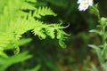 Closeup of fern leaves in the forest illuminated by the sun