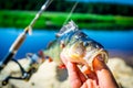 Spinning fishing for perch. demonstration of the catch on spinning