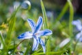 blue Scilla siberica Royalty Free Stock Photo
