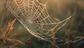 Spinning spider web traps dew drops in autumn forest beauty generated by AI Royalty Free Stock Photo
