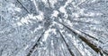 spinning and torsion and Looking up into winter snow covered forest. Trees growing in the sky