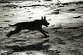 Spinone dog in full gallop over wet sand Royalty Free Stock Photo