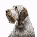 Spinone Italiano breed dog isolated on a clean white background