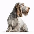 Spinone Italiano breed dog isolated on a clean white background