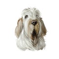 Spinone Italiano purebred dog with long haired coat digital art. Domestic animal with furry face watercolor pet portrait closeup