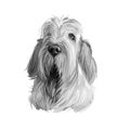 Spinone Italiano purebred dog with long haired coat digital art. Domestic animal with furry face watercolor pet portrait closeup