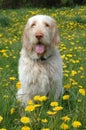 Spinone sits in dandelion field Royalty Free Stock Photo