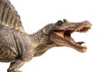 Spinosaurus  ,dinosaur on white background Royalty Free Stock Photo