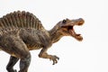 Spinosaurus  ,dinosaur on white background Royalty Free Stock Photo