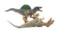 Spinosaurus fights with allosaurus on white background