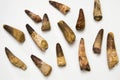 Spinosaurus teeth