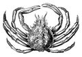 Spinous spider crab, vintage illustration Royalty Free Stock Photo