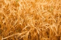 Spinous wheat in the field