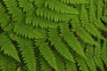 Spinulose Wood Fern (Dryopteris carthusiana), Siamese Ponds Wilderness Area, Adirondack Forest Preserve, New York, USA Royalty Free Stock Photo