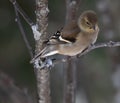 Spinus tristis or American Goldfinch in a tree Royalty Free Stock Photo