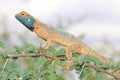 Spiny Agama - Lizard Backgrounds from Africa - Blue-headed Beauty