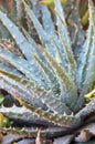 Spiny Aloe Plant Royalty Free Stock Photo