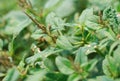 Spiny Amaranth Science Name is Amaranthus spinosus L. in the field