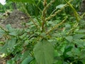 Spiny amaranth, Spiny pigweed, Prickly amaranth or Thorny amaranth Amaranthus Spinosus is the spiky tree growing in the nature h