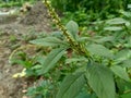 Spiny amaranth, Spiny pigweed, Prickly amaranth or Thorny amaranth Amaranthus Spinosus is the spiky tree growing in the nature h