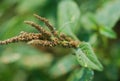 Spiny Amaranth Science Name is Amaranthus spinosus L. in the field