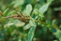 Spiny Amaranth Science Name is Amaranthus spinosus L. in the field