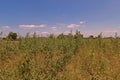 Spiny amaranth or spiny pigweed,broadleaves weed