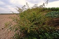 Spiny amaranth or spiny pigweed,broadleaves weed